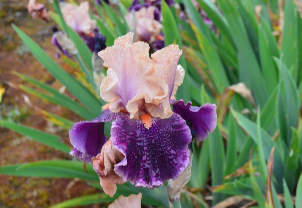 Photo of Tall Bearded Iris (Iris 'Naples') uploaded by KentPfeiffer