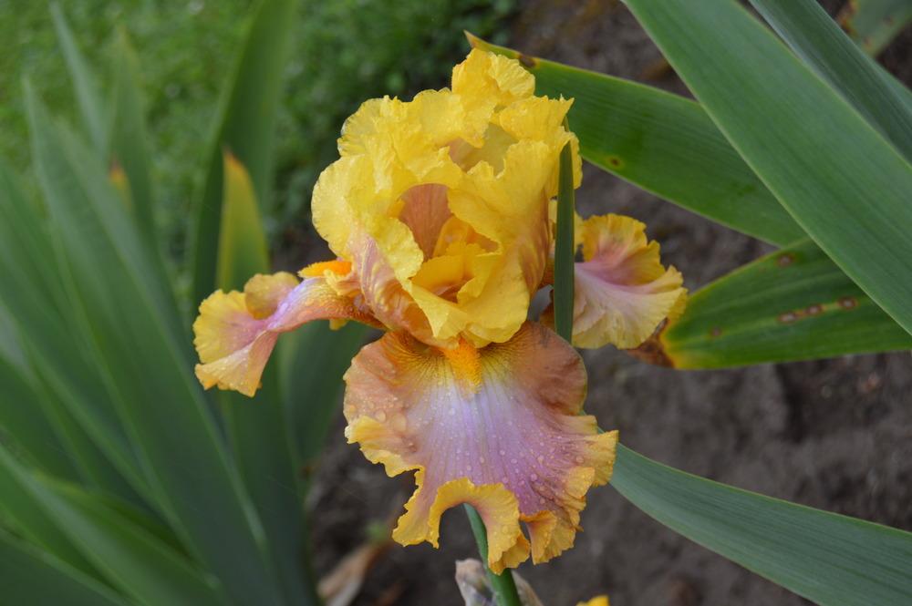 Photo of Tall Bearded Iris (Iris 'Nice Job') uploaded by KentPfeiffer
