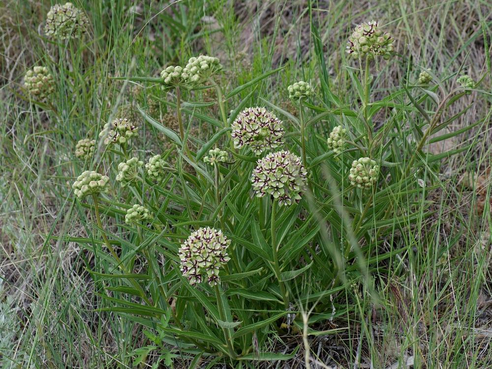 Photo of Antelope Horns (Asclepias asperula) uploaded by dirtdorphins