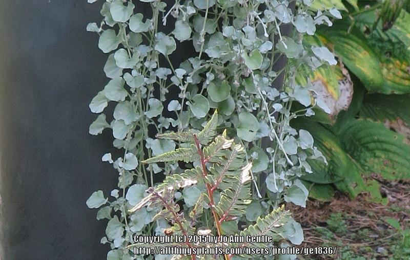 Photo of Dichondra (Dichondra argentea Silver Falls™) uploaded by ge1836