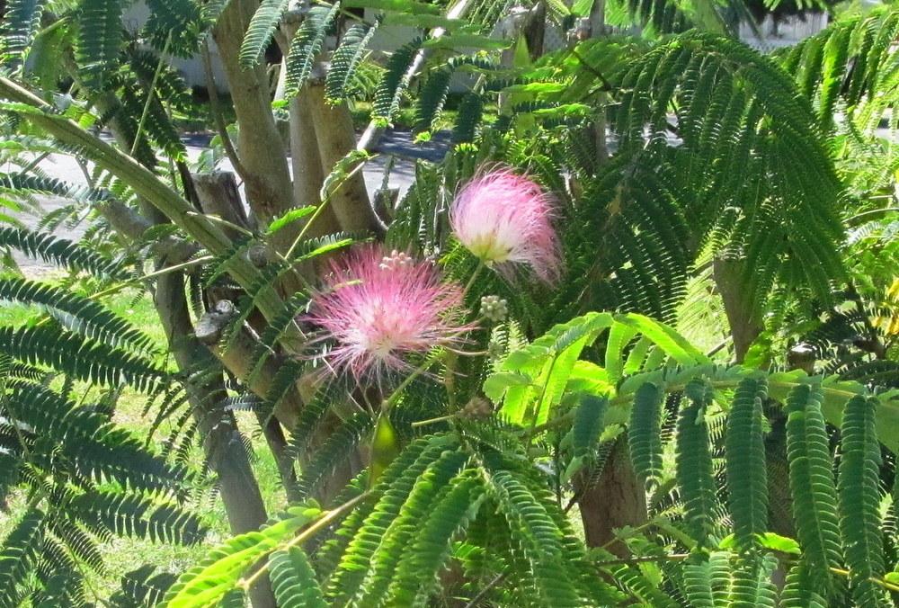 Photo of Mimosa Tree (Albizia julibrissin) uploaded by jmorth