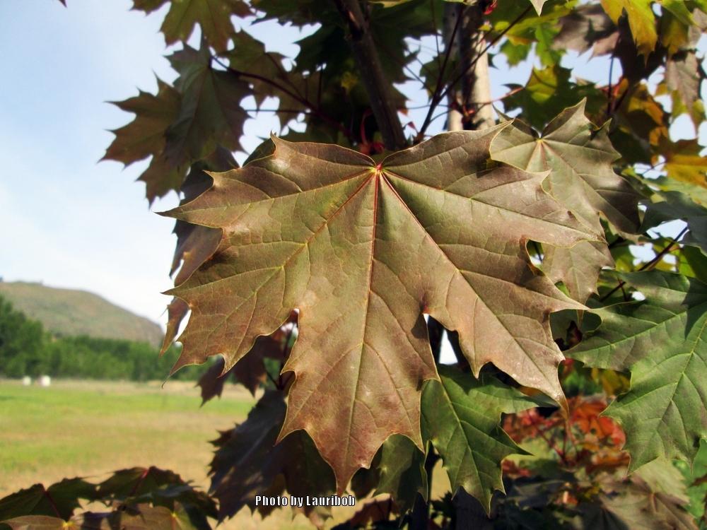 Photo of Norway Maple (Acer platanoides) uploaded by lauribob