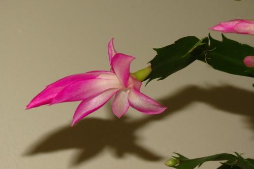 Photo of Christmas Cactus (Schlumbergera truncata) uploaded by Chillybean