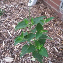 Location: Concord, NC zone 7
Date: 2015-09-21
First year for this plant in my garden, winter-sown, so I'm anxio