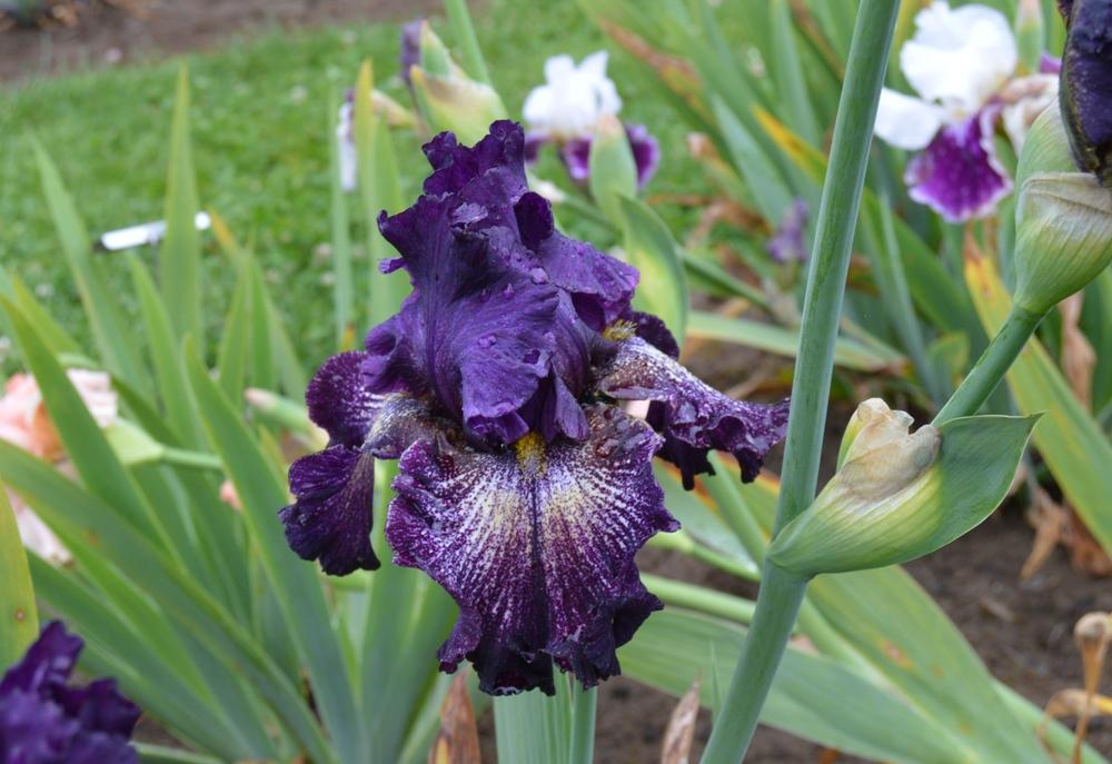 Photo of Tall Bearded Iris (Iris 'Planet Hollywood') uploaded by KentPfeiffer