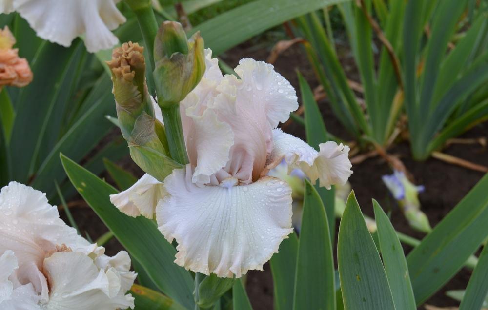 Photo of Tall Bearded Iris (Iris 'Otherside of Heaven') uploaded by KentPfeiffer