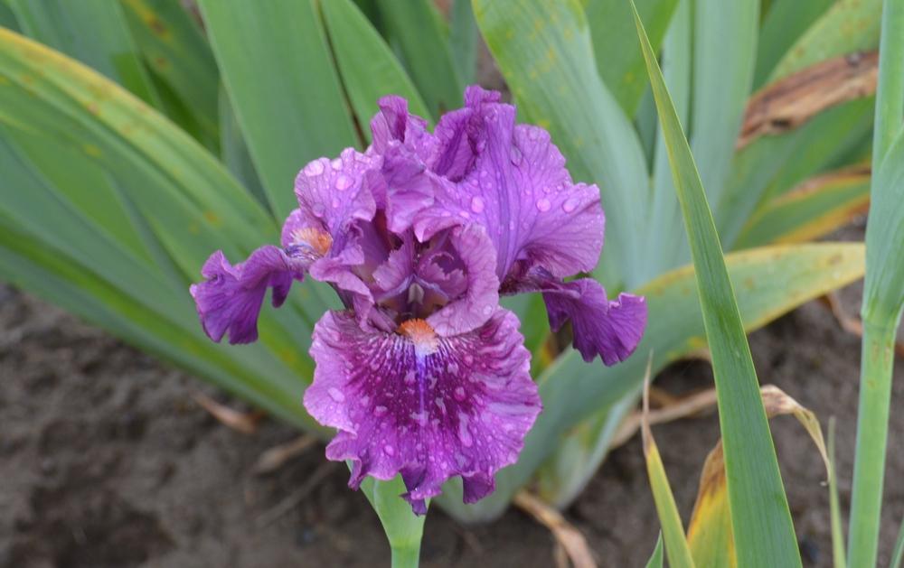 Photo of Intermediate Bearded Iris (Iris 'Pop Culture') uploaded by KentPfeiffer
