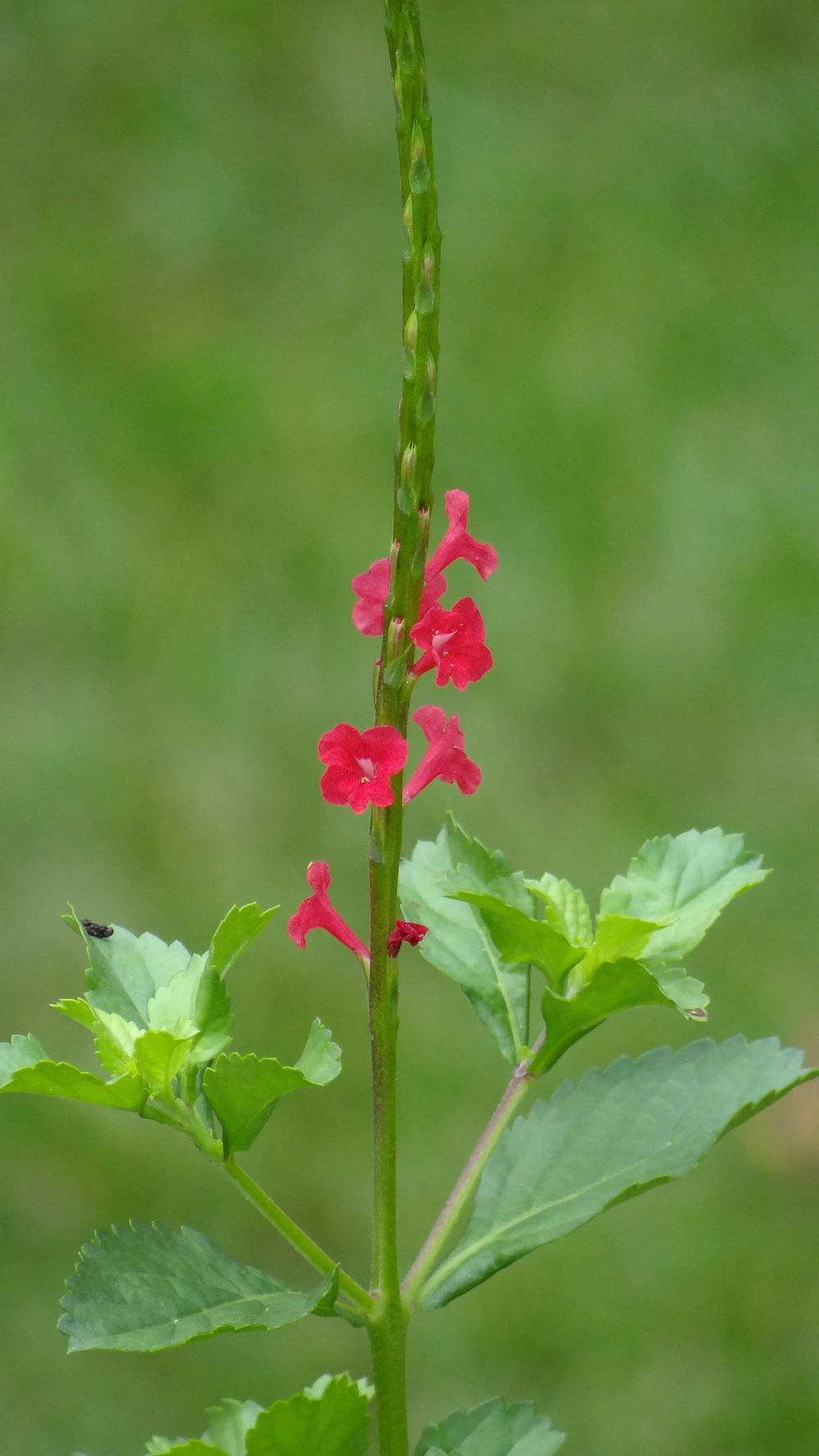 Photo of Red Porterweed (Stachytarpheta mutabilis) uploaded by Sheridragonfly