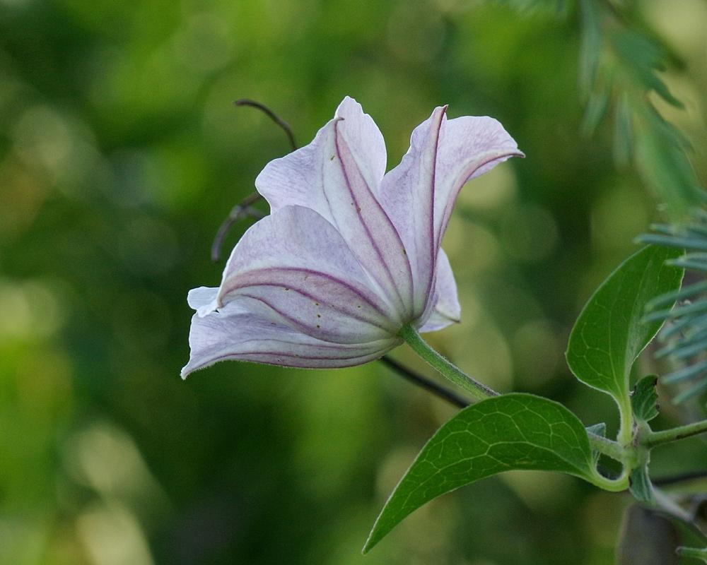 Photo of Clematis (Clematis viticella 'Huldine') uploaded by dirtdorphins