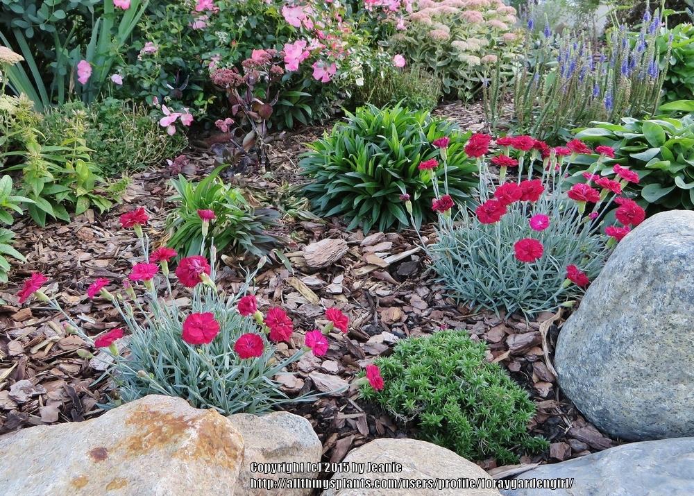 Photo of Allwood Pinks (Dianthus 'Frosty Fire') uploaded by foraygardengirl