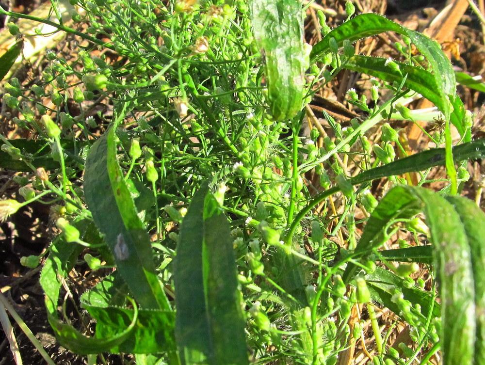 Photo of Horseweed (Erigeron canadensis) uploaded by jmorth
