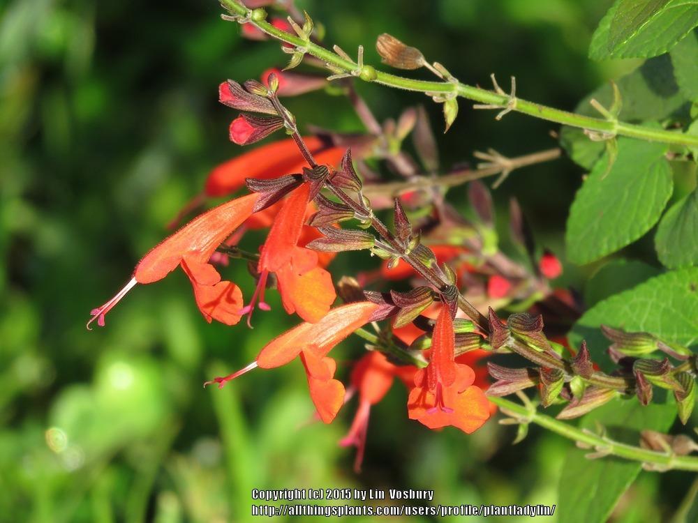 Photo of Scarlet Sage (Salvia coccinea) uploaded by plantladylin