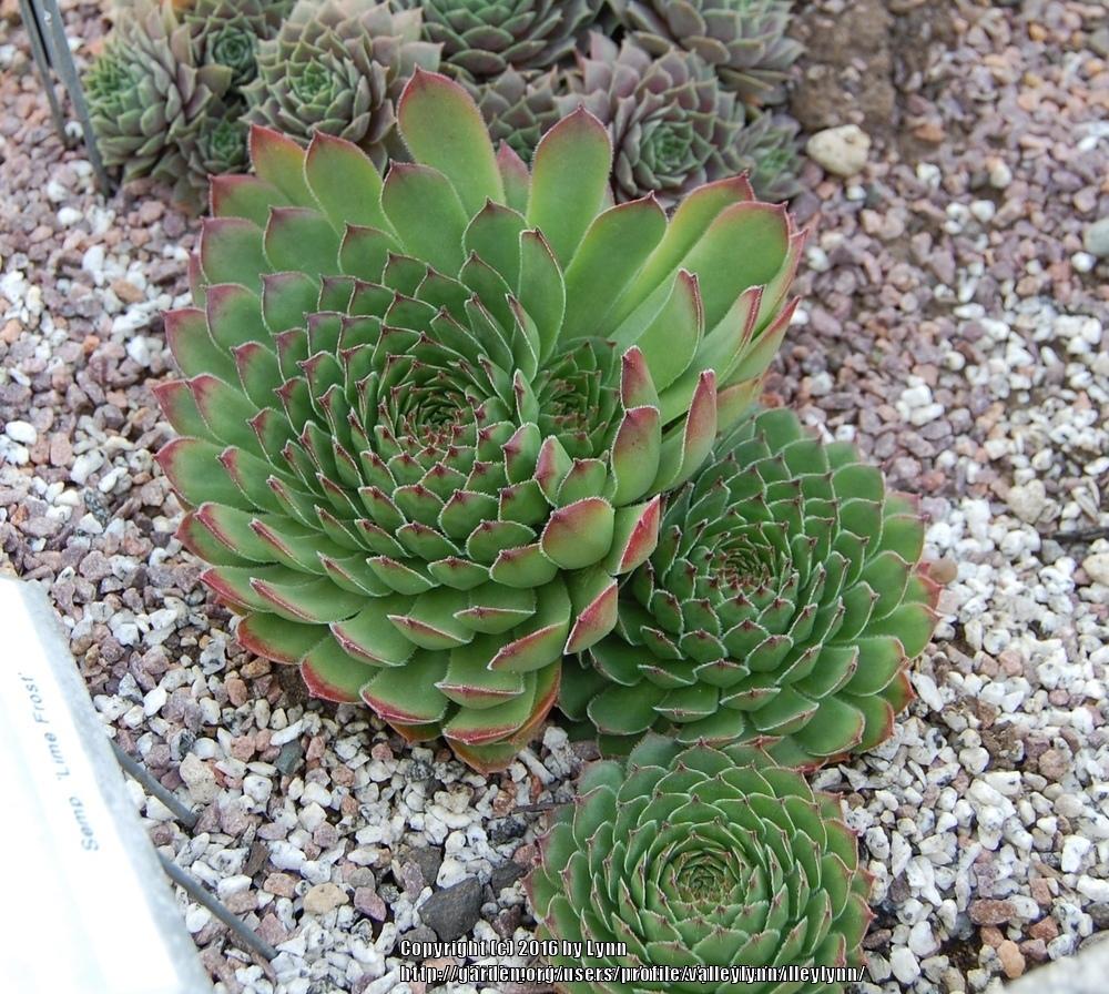 Photo of Hen and Chicks (Sempervivum 'Lime Frost') uploaded by valleylynn