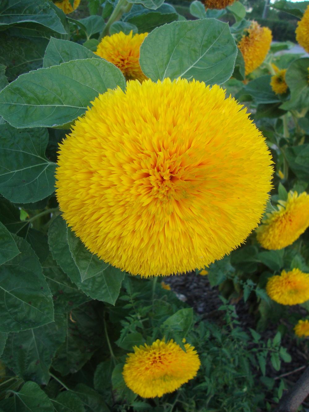 Photo of Dwarf Sunflower (Helianthus annuus 'Teddy Bear') uploaded by Paul2032