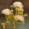 Albizia amara bloom. By J.M.Garg (Own work) [GFDL (http://www.gnu