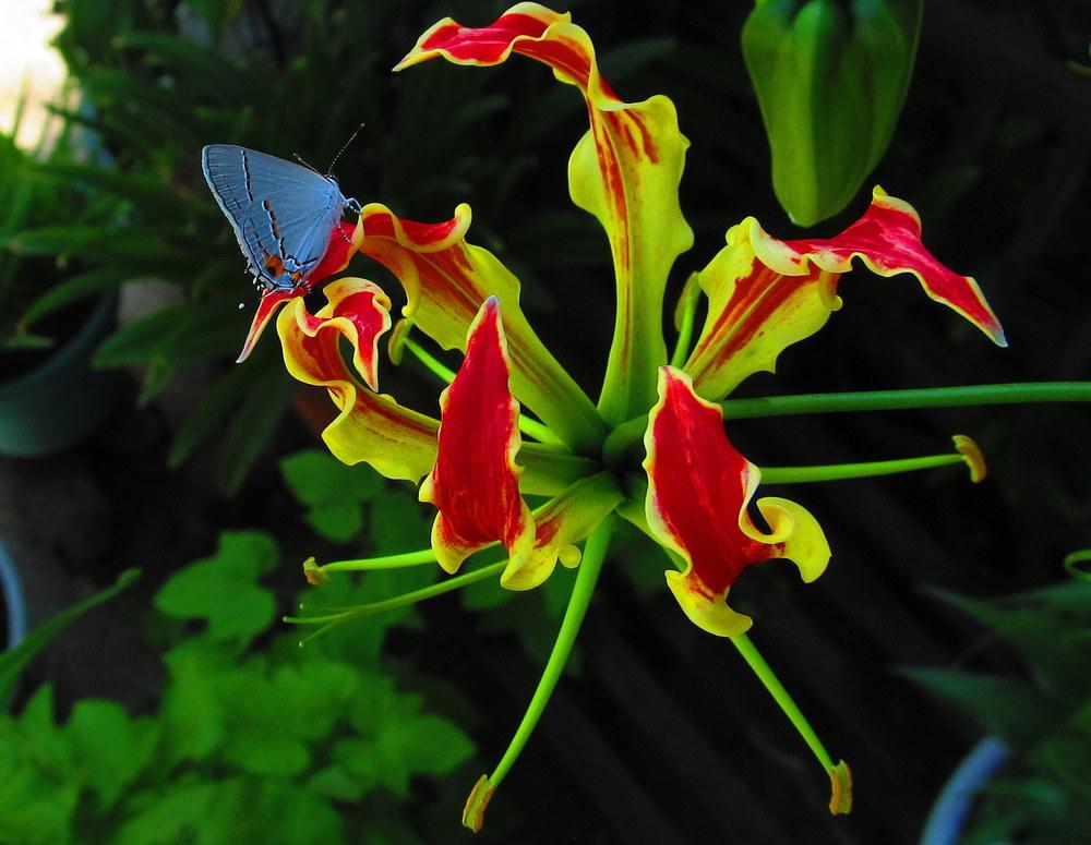 Photo of Gloriosa Lily (Gloriosa superba) uploaded by jmorth