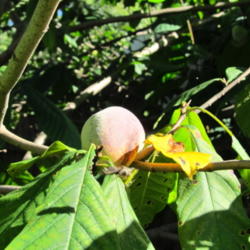 Location: central Illinois
Date: 2015-09-21
Ripe on the tree.
