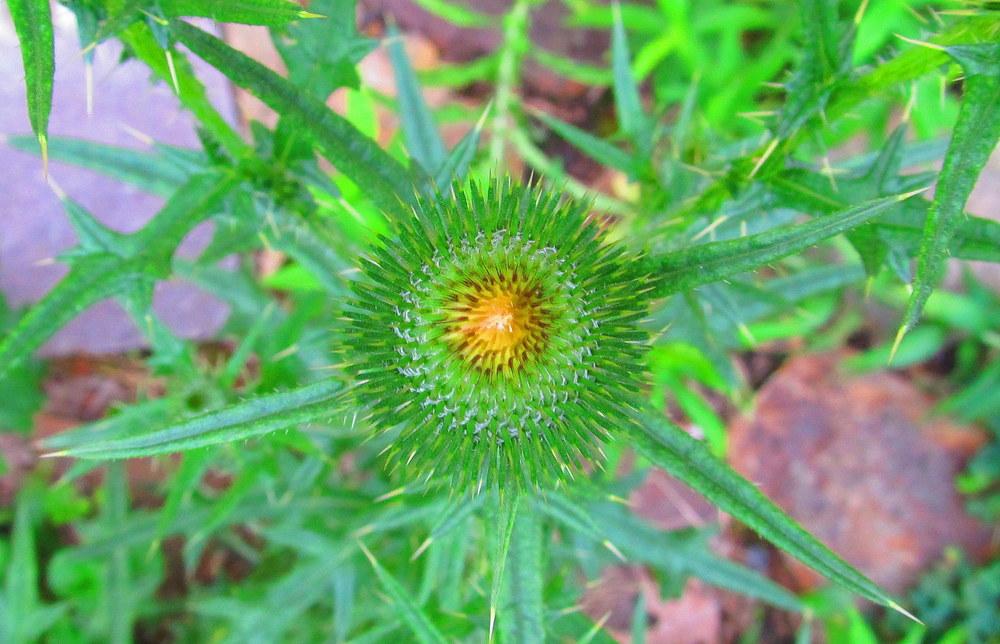 Photo of Thistle (Cirsium) uploaded by jmorth