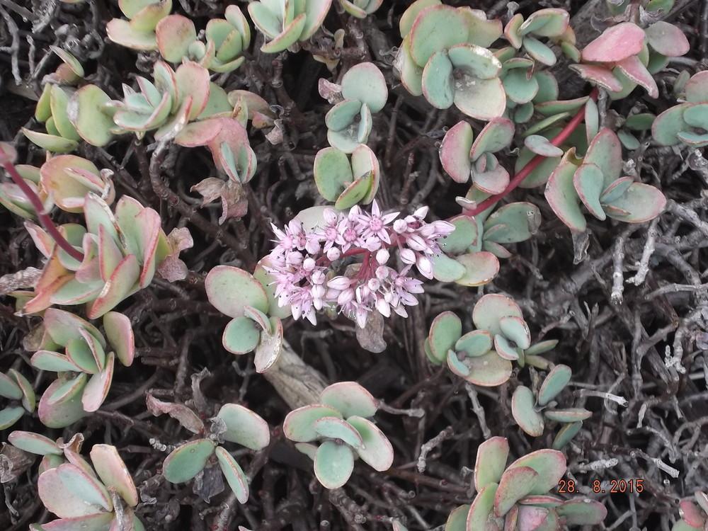 Photo of Sedum (Hylotelephium sieboldii) uploaded by linjarvis
