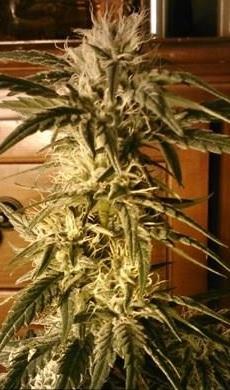 Photo of Marijuana (Cannabis 'XJ-13') uploaded by robertduval14