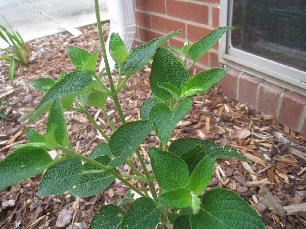 Photo of Sage (Salvia 'Blue Chiquita') uploaded by Hemophobic