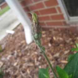 Location: Concord, NC zone 7
Date: 2015-09-23
Another glimpse of the largest bud.  One of my resources says thi