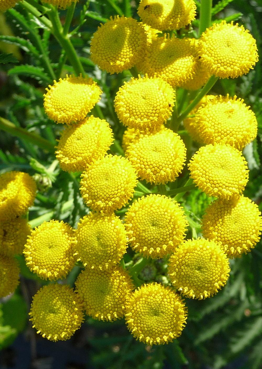 Photo of Tansy (Tanacetum vulgare) uploaded by gardengus