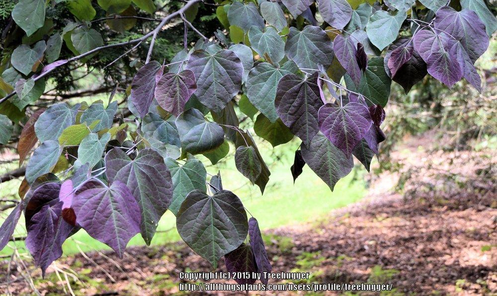 Photo of Eastern Redbud (Cercis canadensis 'Forest Pansy') uploaded by treehugger