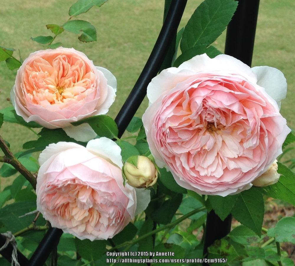 Photo of English Shrub Rose (Rosa 'Evelyn') uploaded by Cem9165