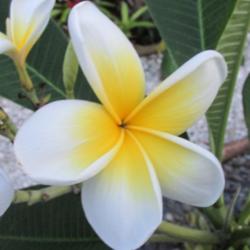 Location: Southwest Florida
Date: September 2015
an un-named plumeria I call 'Eggyolk'; the blooms are 4 1/2 - 5" 
