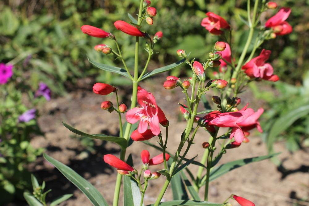 Photo of Penstemon Riding Hood Red uploaded by Meredith79