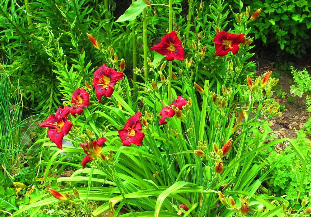 Photo of Daylilies (Hemerocallis) uploaded by jmorth