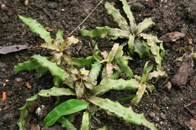 Photo of Green Earth Star (Cryptanthus acaulis) uploaded by RdB