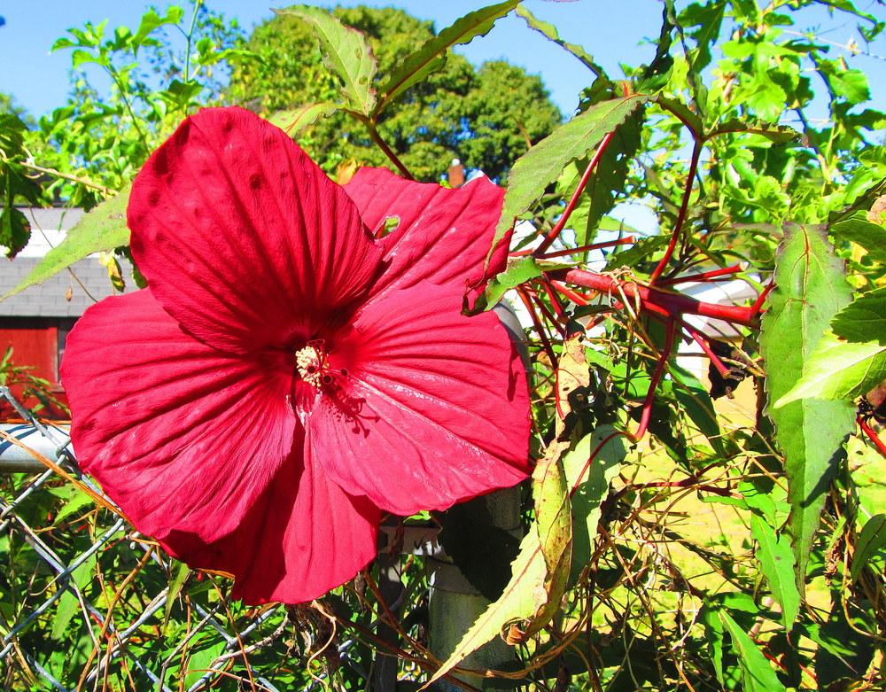 Photo of Hardy Hibiscus (Hibiscus moscheutos) uploaded by jmorth