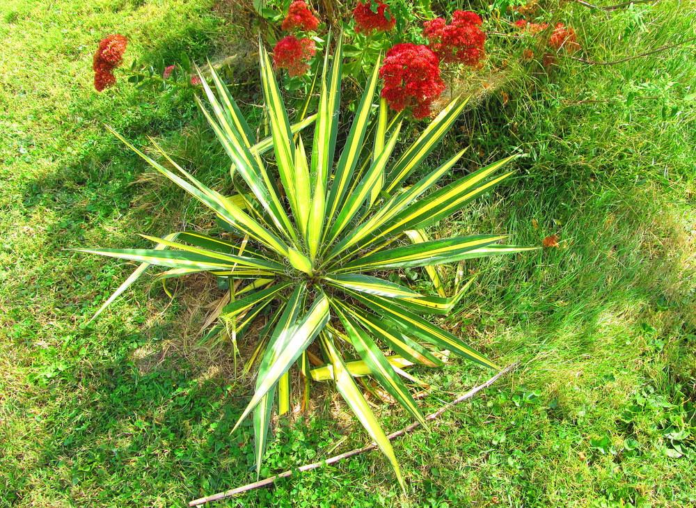 Photo of Adam's Needle (Yucca filamentosa 'Color Guard') uploaded by jmorth