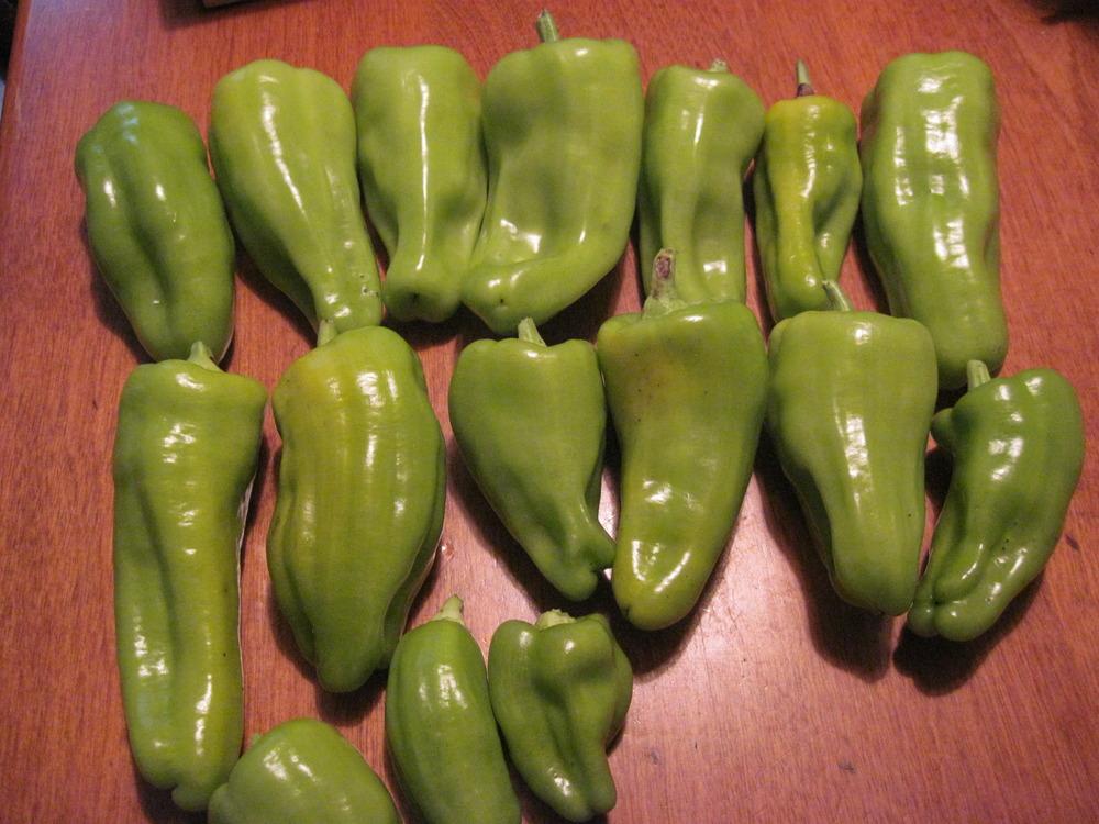 Photo of Sweet Pepper (Capsicum annuum 'Cubanelle') uploaded by robertduval14