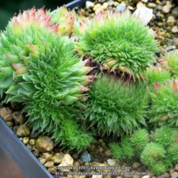 
Date: 2015-09-25
crested plant