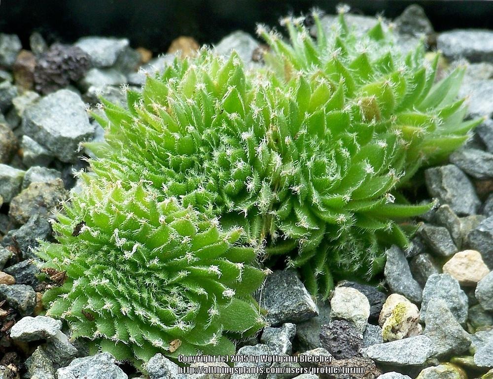 Photo of Hen and Chicks (Sempervivum 'Fuzzy Wuzzy') uploaded by turini