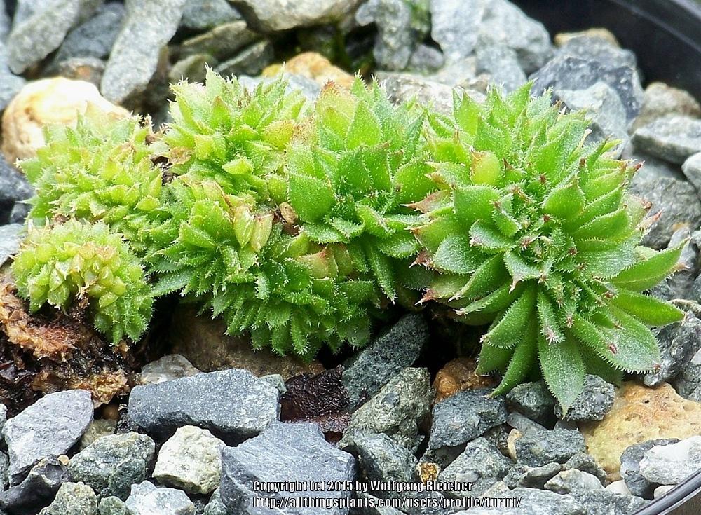 Photo of Hen and Chicks (Sempervivum 'Bizarre Rose') uploaded by turini