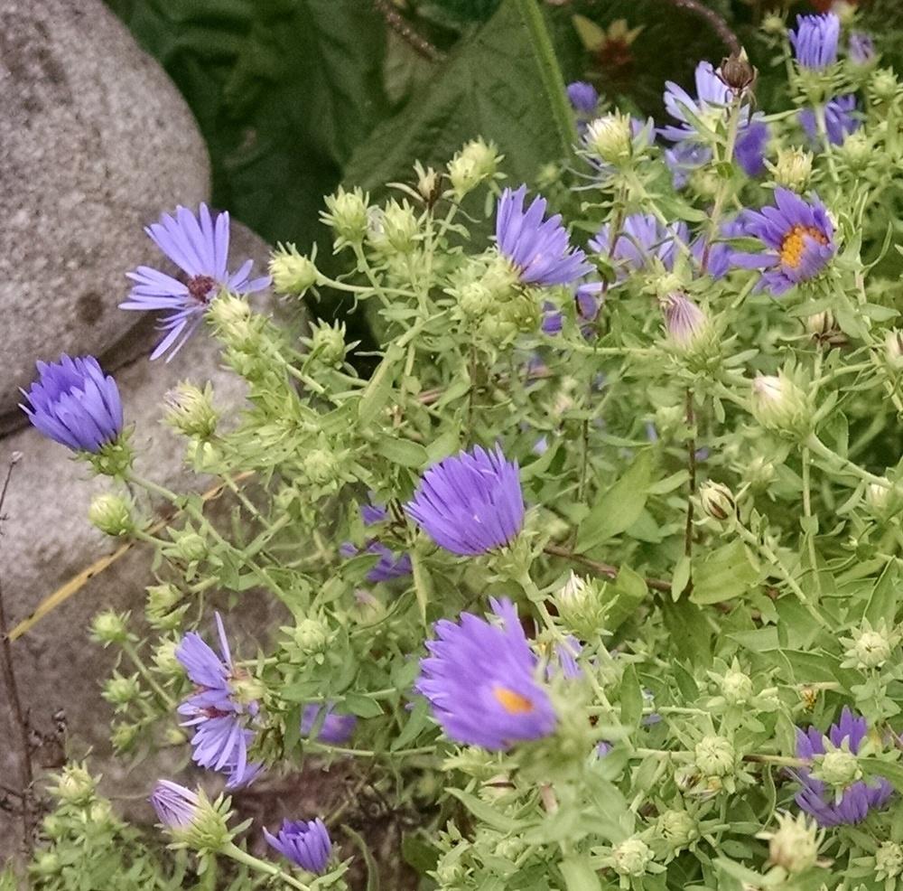 Photo of Aromatic Aster (Symphyotrichum oblongifolium 'October Skies') uploaded by Catmint20906
