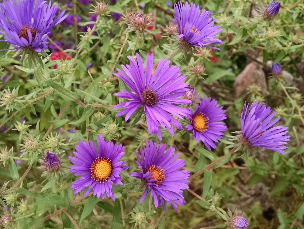 Photo of New England Aster (Symphyotrichum novae-angliae) uploaded by Catmint20906
