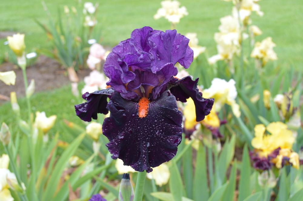Photo of Tall Bearded Iris (Iris 'Sharp Dressed Man') uploaded by KentPfeiffer