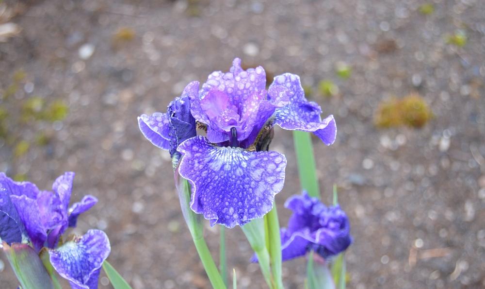 Photo of Siberian Iris (Iris 'Simon Says') uploaded by KentPfeiffer