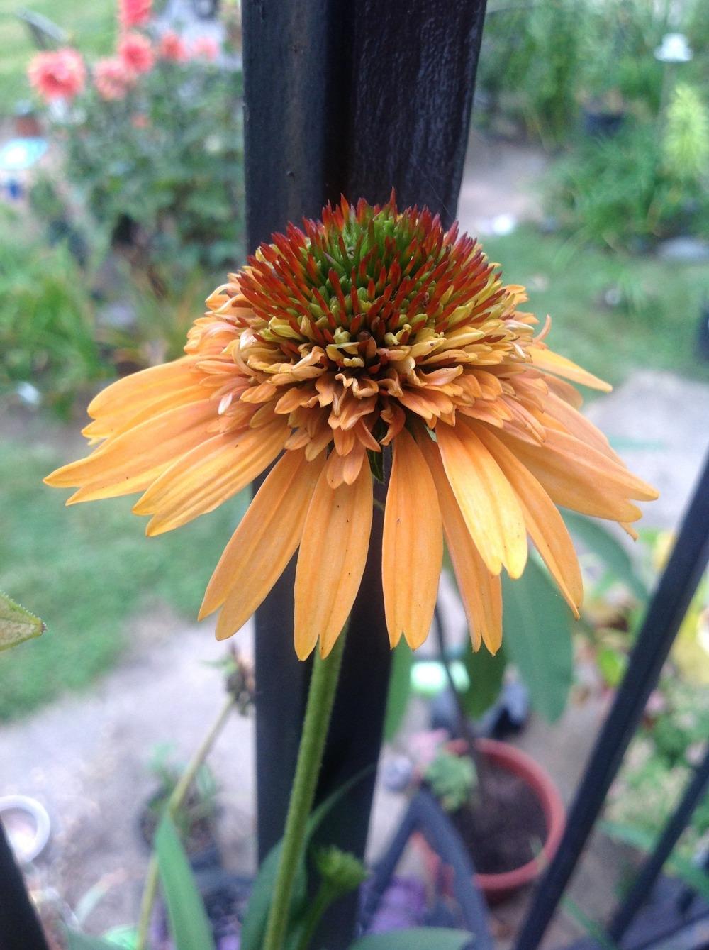 Photo of Coneflower (Echinacea Supreme™ Cantaloupe) uploaded by Lilydaydreamer