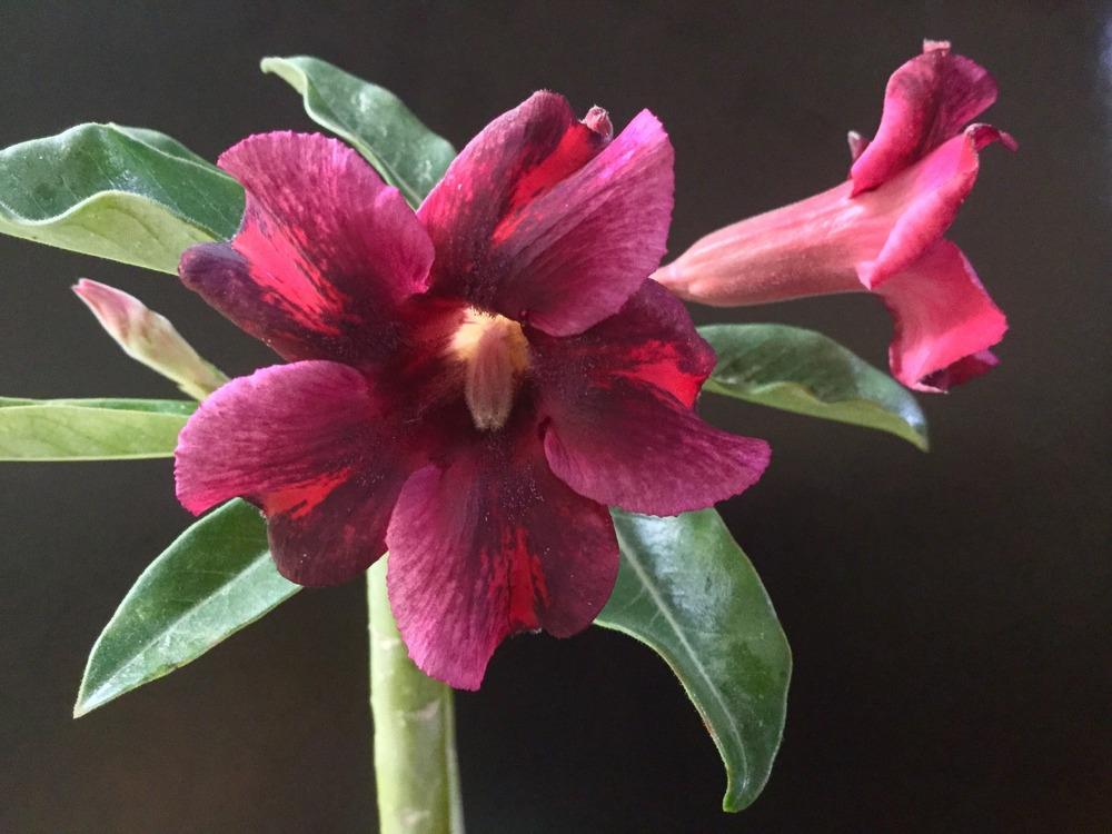 Photo of Desert Rose (Adenium 'Purple Jade') uploaded by RCanada