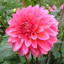 Dahlias in all shapes and sizes