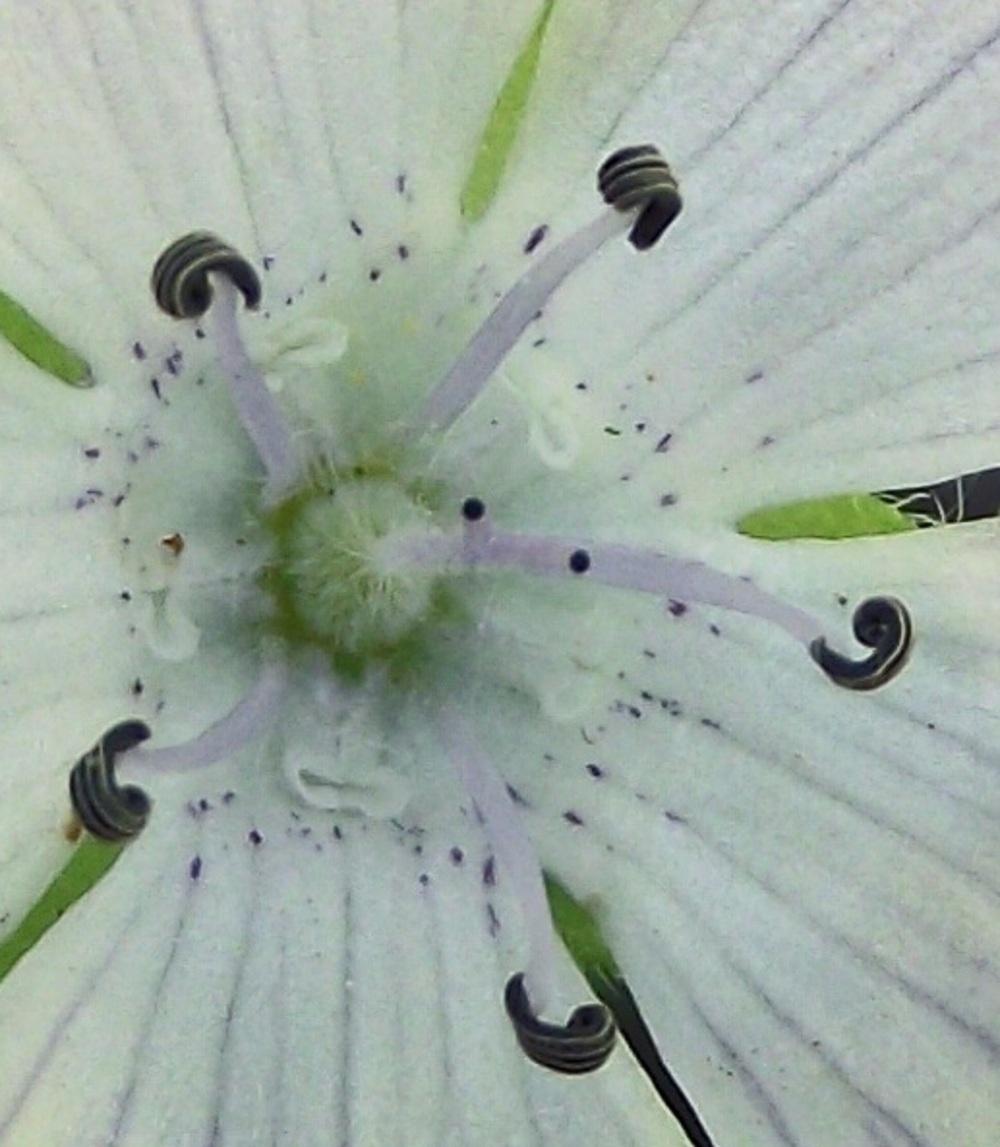 Photo of Fivespot (Nemophila maculata) uploaded by robertduval14