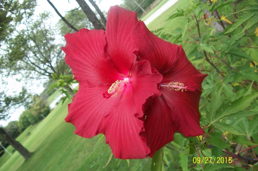 Photo of Hybrid Hardy Hibiscus (Hibiscus 'Lord Baltimore') uploaded by Hazelcrestmikeb