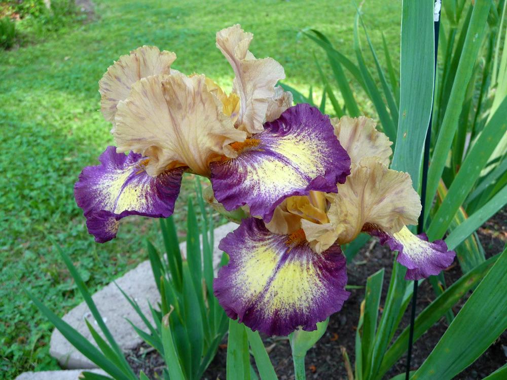 Photo of Tall Bearded Iris (Iris 'Exactitude') uploaded by Lestv