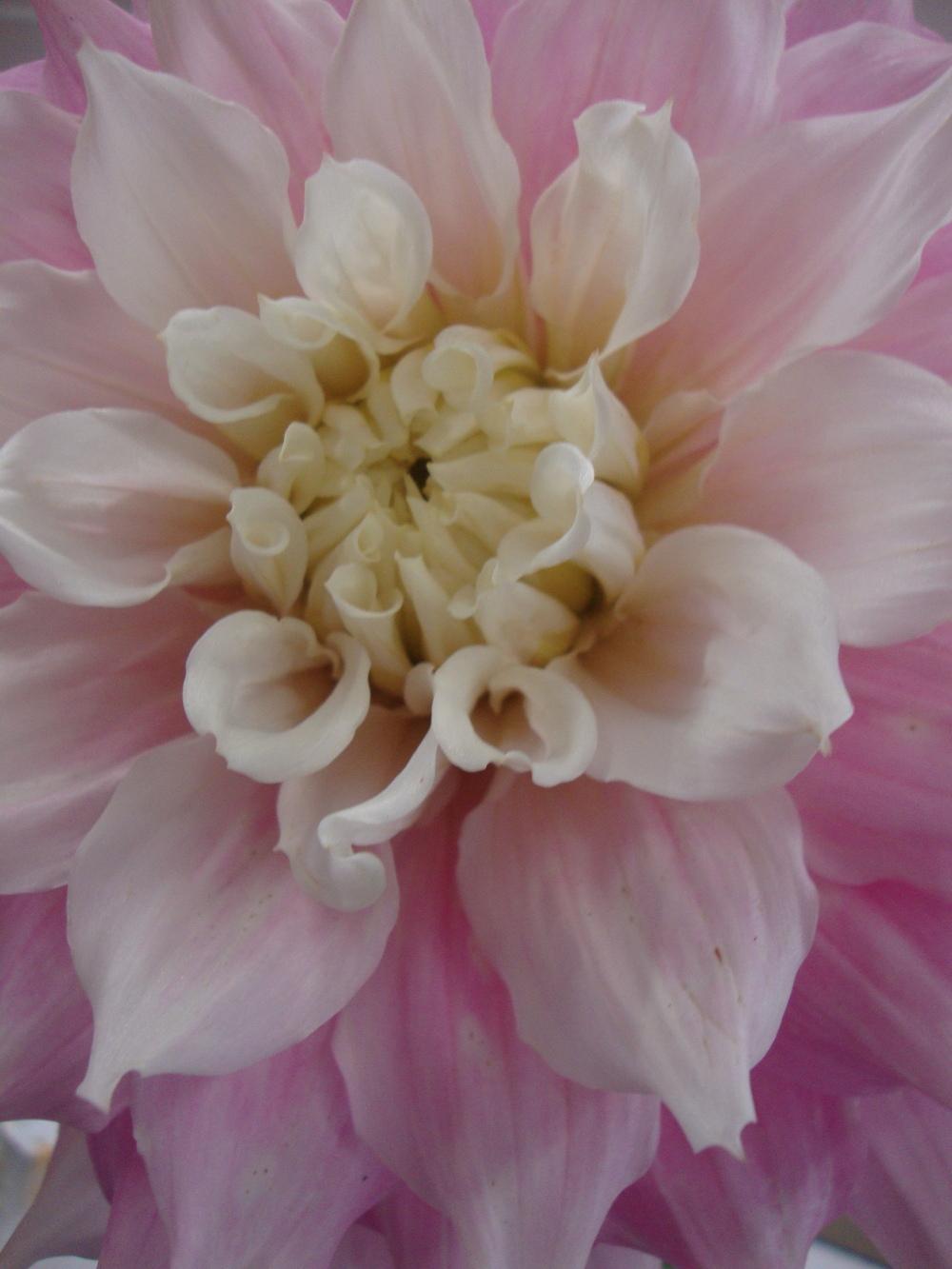 Photo of Dahlia 'Gitts Perfection' uploaded by Paul2032
